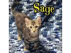 Sage Domestic Shorthair Kitten Male