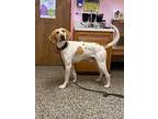 Chance Foxhound Young Male