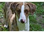 Stevie: (MD) Catahoula Leopard Dog Adult Male