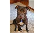 Bruno American Pit Bull Terrier Young Male