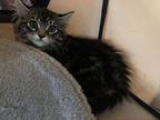 Joliet Domestic Longhair Kitten Female