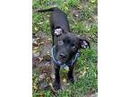 Angus Pit Bull Terrier Young Male