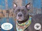 LEROY American Pit Bull Terrier Adult Male