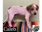 Caleb Australian Cattle Dog Puppy Male