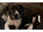 Blitzen Beagle Puppy Male