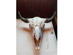 HUGE Buffalo Bison Head Skull Horns Authentic