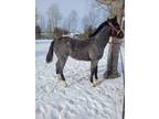 Beautiful Chromed Out Blue Roan Quarter Horse Filly Grade