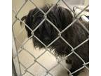 Adopt 12128-Rescue/reclaim Only a Shih Tzu / Terrier (Unknown Type