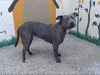 Adopt MIRA a Gray/Blue/Silver/Salt & Pepper American Pit Bull Terrier / Mixed