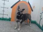 Adopt MILANA a Black - with Tan, Yellow or Fawn German Shepherd Dog / Mixed dog