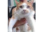 Adopt RESCUE PARTNER ONLY-GEORGE a Orange or Red Tabby Domestic Shorthair /