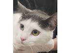 Adopt Frodo a Domestic Mediumhair / Mixed cat in Birmingham, AL (33685733)