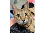 Adopt LOLLY a Brown Tabby Domestic Shorthair / Mixed (short coat) cat in