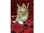Adopt Rudolph a Orange or Red Domestic Shorthair / Domestic Shorthair / Mixed