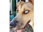 Adopt Veggie a Tan/Yellow/Fawn - with White Black Mouth Cur / Mixed dog in