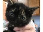Adopt Seattle a Tortoiseshell Domestic Shorthair (short coat) cat in Staunton