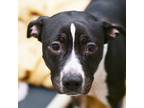 Adopt DIVA a Black - with White American Pit Bull Terrier / Labrador Retriever /