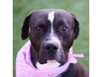 Adopt KING a Black - with White American Pit Bull Terrier / Mixed dog in Las