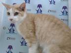 Adopt a Cream or Ivory (Mostly) Domestic Shorthair / Mixed (short coat) cat in