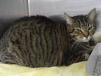 Adopt BREE a Brown Tabby Domestic Shorthair / Mixed (short coat) cat in Fort