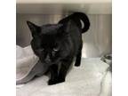 Adopt Smokey a All Black Domestic Shorthair / Mixed cat in Starkville