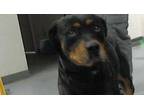 Adopt 49431998 a Black Rottweiler / Mixed dog in Los Lunas, NM (33685517)