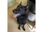 Adopt Ghost a Black German Shepherd Dog / Mixed dog in Sanford, FL (33685626)