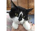 Adopt Portland a Black & White or Tuxedo Domestic Longhair (long coat) cat in
