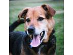 Adopt Drago a Brown/Chocolate German Shepherd Dog / Mixed dog in Cincinnati