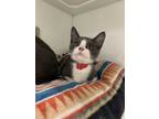 Adopt Madame D a Gray or Blue Domestic Shorthair / Domestic Shorthair / Mixed