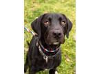 Adopt Django a Black Labrador Retriever / Mixed dog in Knoxville, TN (33685347)
