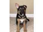 Adopt Nami a Black - with Tan, Yellow or Fawn German Shepherd Dog / Mixed dog in
