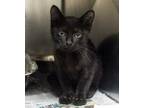 Adopt Tabby a All Black Domestic Shorthair / Domestic Shorthair / Mixed cat in
