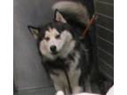 Adopt Enzo a Siberian Husky / Mixed dog in Raleigh, NC (33685194)