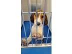 Adopt 49431670 a Brown/Chocolate Beagle / Mixed dog in Lancaster, SC (33685174)