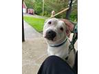 Adopt Smiles a White American Pit Bull Terrier / Mixed dog in Cincinnati