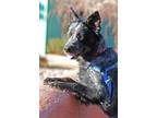 Adopt Pearl a Australian Cattle Dog / Mixed dog in Albuquerque, NM (33685333)