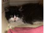 Adopt Pepa a Domestic Longhair / Mixed cat in Birdsboro, PA (33685307)
