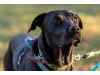Adopt Quinty a Black Labrador Retriever / Mixed Breed (Medium) / Mixed dog in