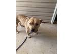 Adopt Ghost a Tan/Yellow/Fawn - with White American Pit Bull Terrier / Mixed dog
