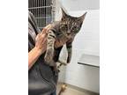 Adopt ELEVEN a Gray, Blue or Silver Tabby Domestic Shorthair / Mixed (short