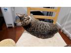Adopt Charlotte A Brown Tabby Domestic Shorthair (short Coat) Cat In Lincoln