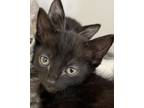 Adopt Deanna a Domestic Shorthair / Mixed cat in Houston, TX (33685235)