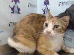 Adopt *PIPER a Calico or Dilute Calico Domestic Shorthair / Mixed (short coat)
