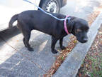 Adopt STELLA a Black Labrador Retriever / Mixed dog in Doral, FL (33685026)
