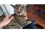 Adopt Emilia Clarke a Brown Tabby Domestic Shorthair (short coat) cat in Lincoln