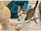 Adopt *CONFETTI a Gray, Blue or Silver Tabby Domestic Shorthair / Mixed (short