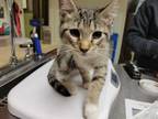 Adopt *RAINBOW a Brown Tabby Domestic Shorthair / Mixed (short coat) cat in
