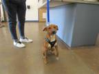 Adopt ROCKY a Red/Golden/Orange/Chestnut Rat Terrier / Mixed dog in Temple