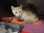 Adopt LILO a Orange or Red Tabby Domestic Shorthair / Mixed (short coat) cat in